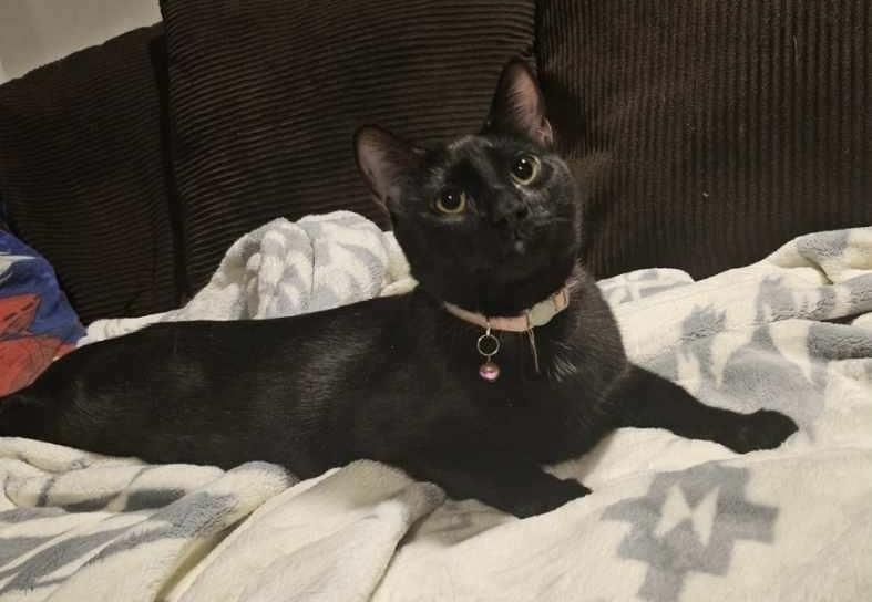 Enlarge Snake, a Adoptable mixed breed in Bellevue, NE image 2/4