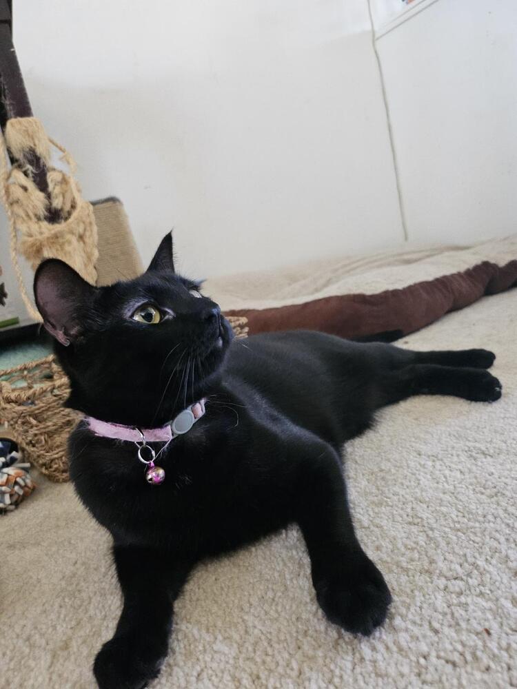 Enlarge Snake, a Adoptable mixed breed in Bellevue, NE image 3/4