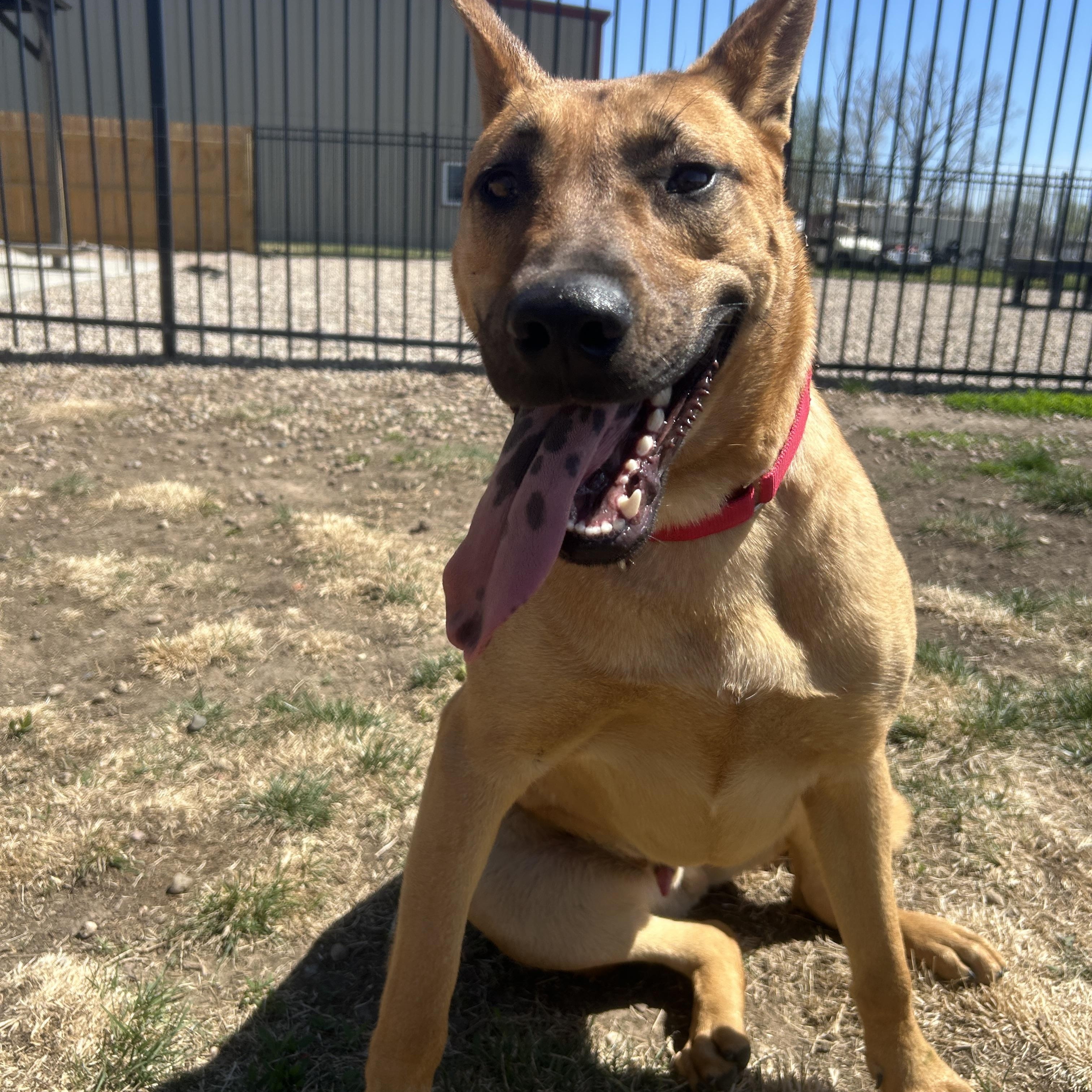 Enlarge Benny, a ADOPTABLE mixed breed in Seward, NE image 2/3
