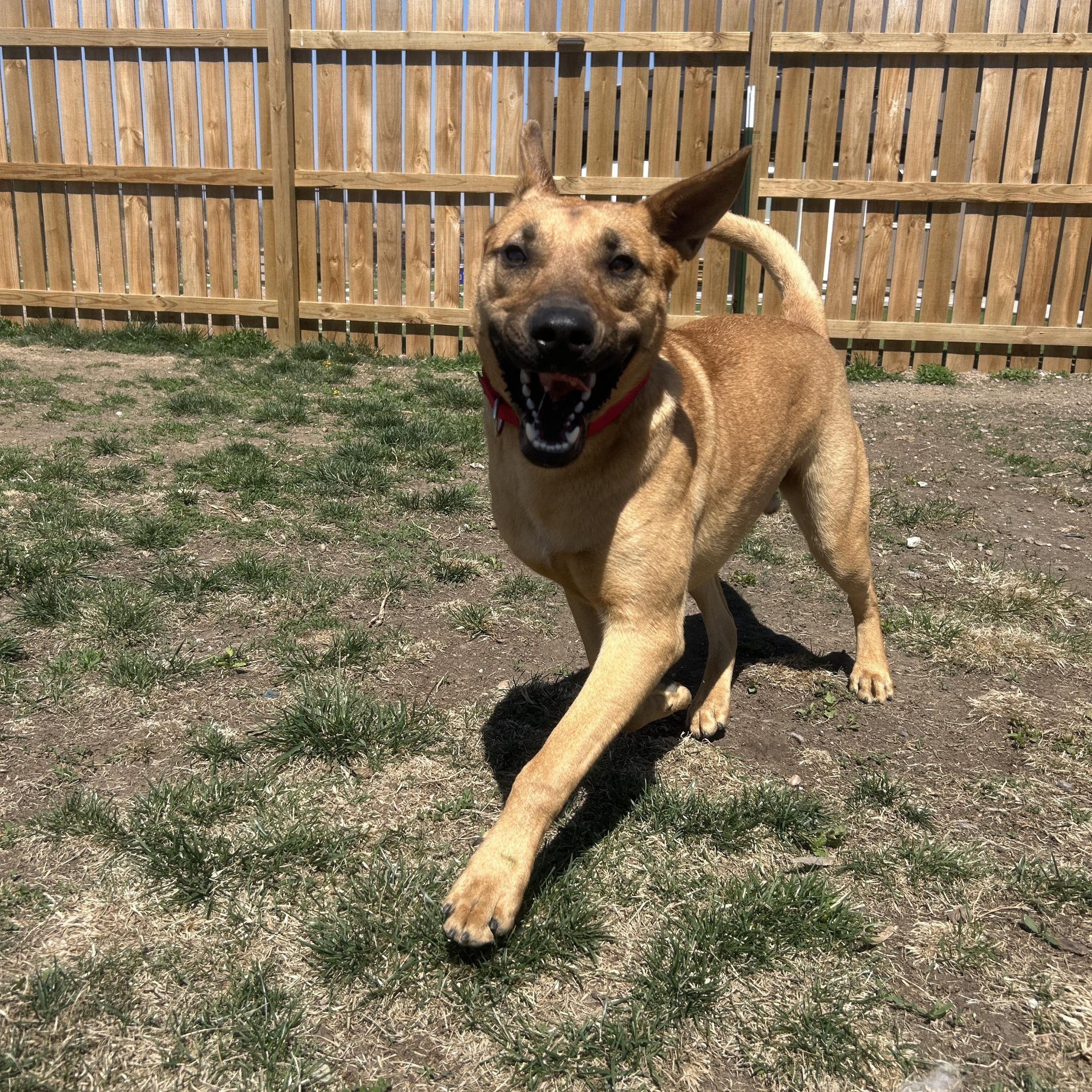 Enlarge Benny, a ADOPTABLE mixed breed in Seward, NE image 3/3
