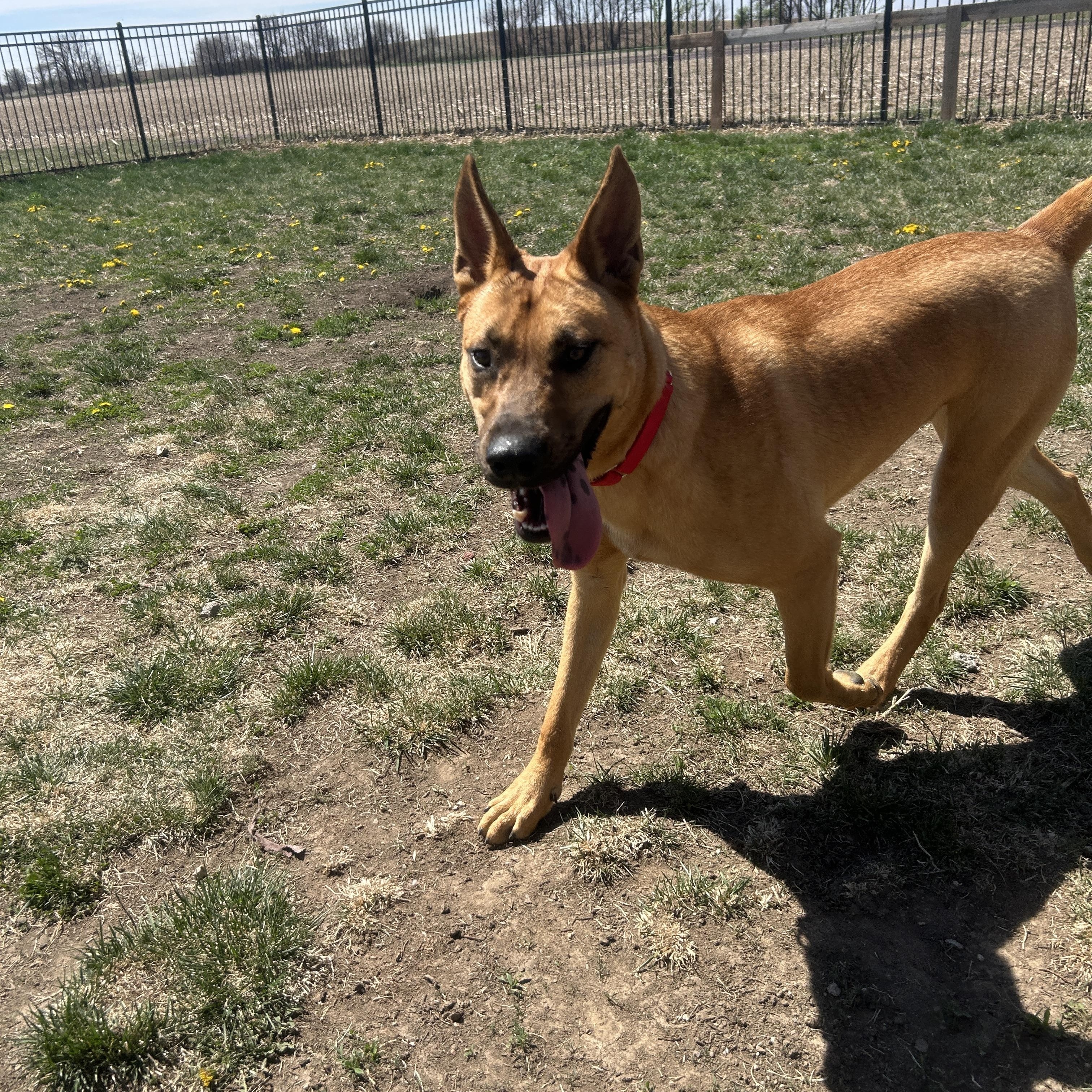 Enlarge Benny, a ADOPTABLE mixed breed in Seward, NE image 1/3