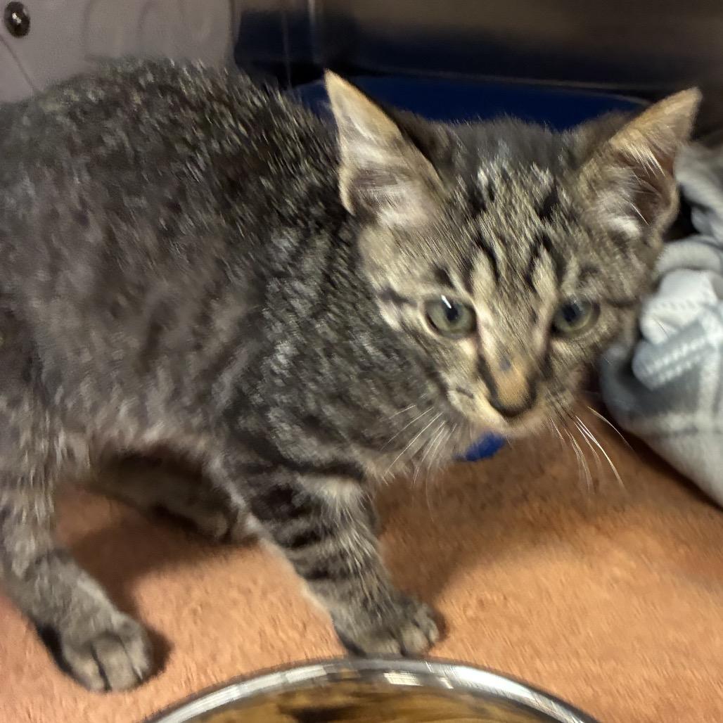 Enlarge Parton, a Adoptable Domestic Short Hair in Danville, KY image 2/2