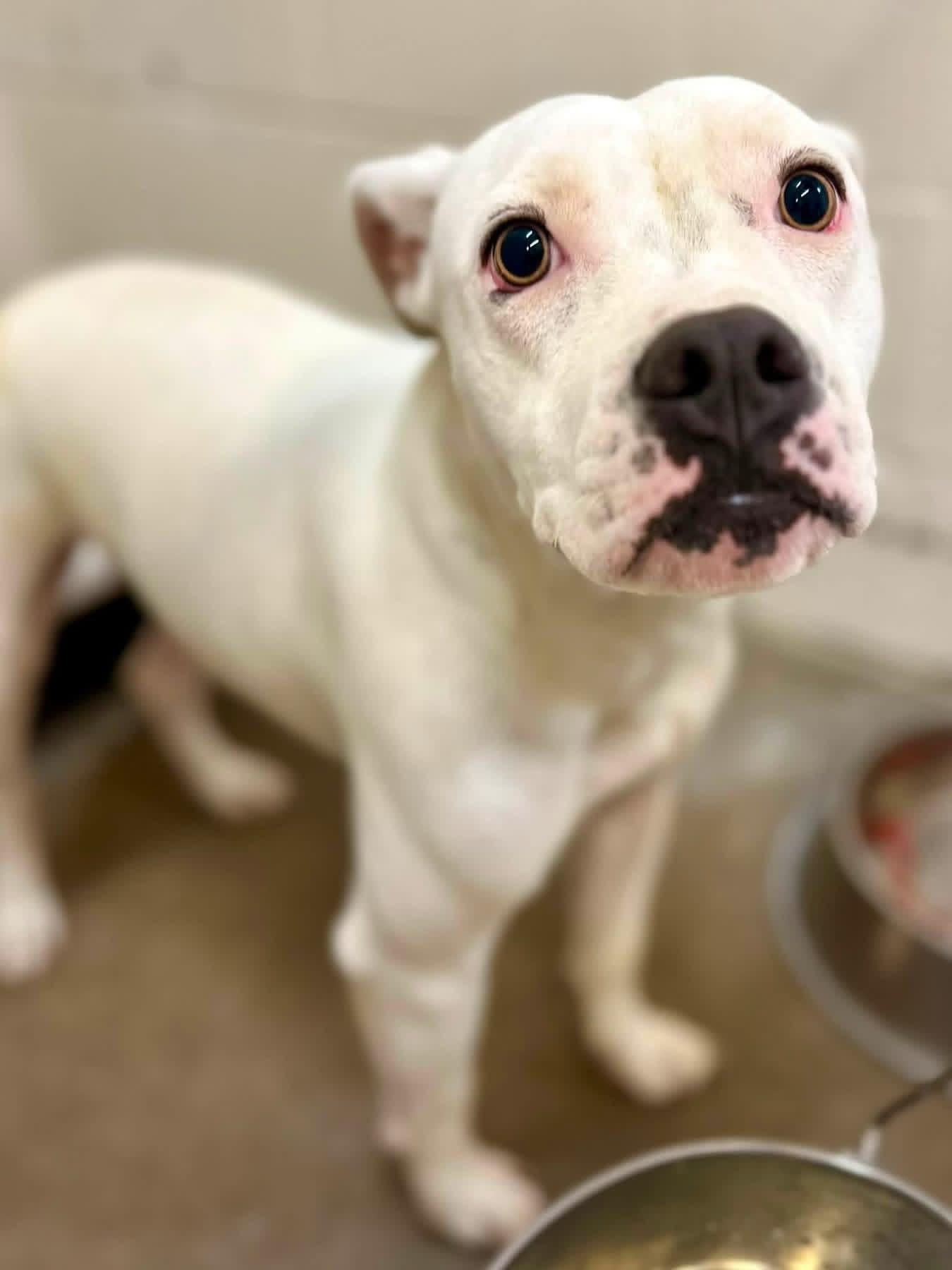 Roamy, a ADOPTABLE Pit Bull Terrier in Sherman, TX image 2/2