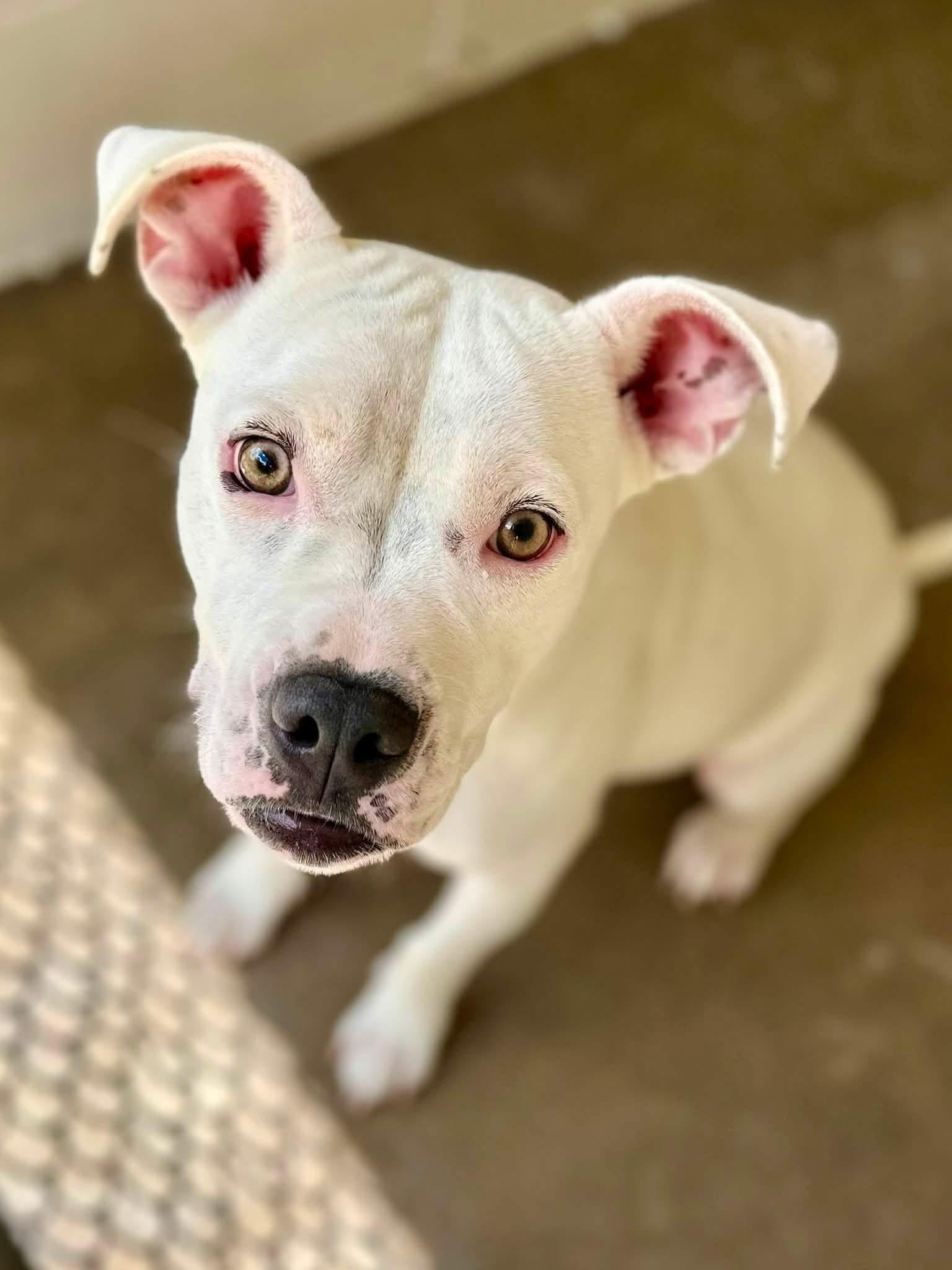 Roamy, ADOPTABLE, Young Female Pit Bull Terrier.