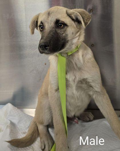 Enlarge Toddy, a Adoptable mixed breed in Fresno, CA image 1/1