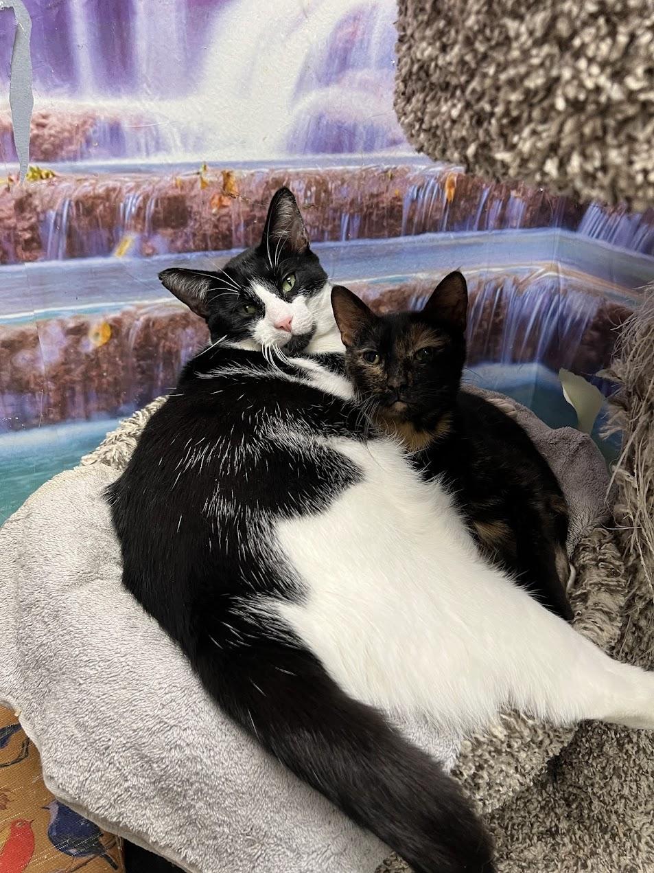 Enlarge Cookie Monster, a Adoptable Domestic Short Hair in Chicago, IL image 2/2