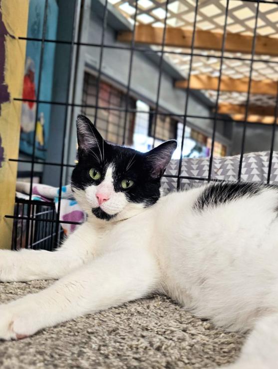 Cookie Monster, Adult Male Domestic Short Hair