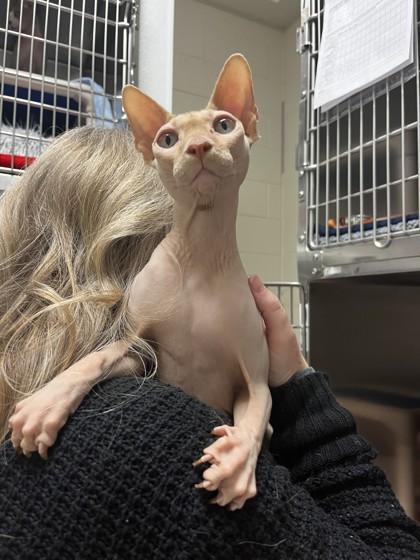 Enlarge Gilligan, an adopted Sphynx / Hairless Cat in Whitby, ON image 1/3