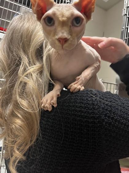 Enlarge Gilligan, an adopted Sphynx / Hairless Cat in Whitby, ON image 2/3