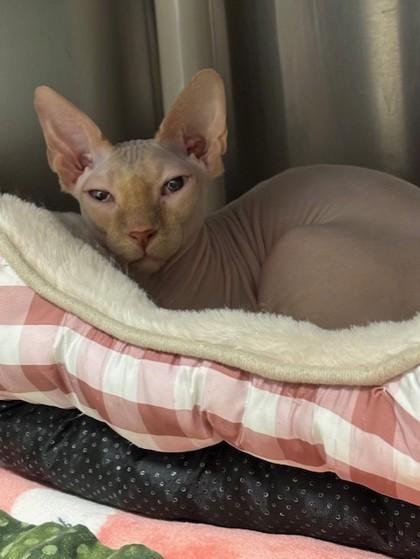 Enlarge Gilligan, an adopted Sphynx / Hairless Cat in Whitby, ON image 3/3