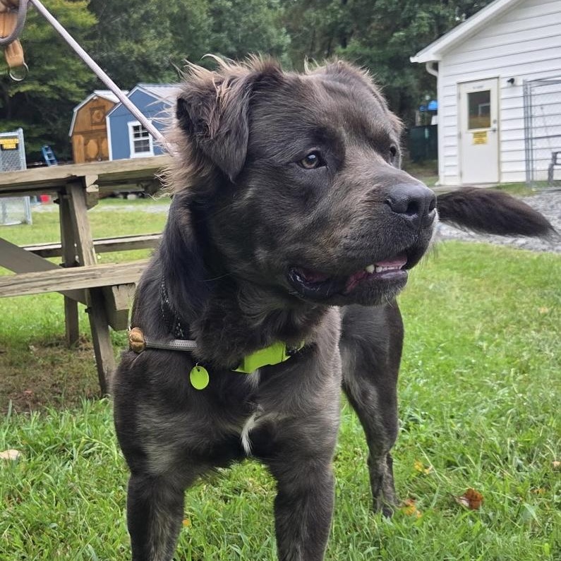 Enlarge Fabio, a Adoptable Pit Bull Terrier in Gloucester, VA image 2/4