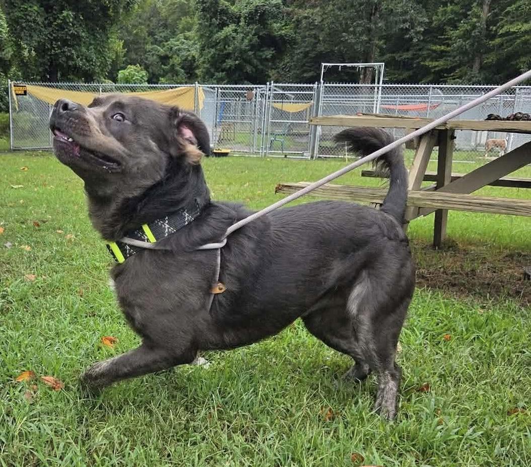 Enlarge Fabio, a Adoptable Pit Bull Terrier in Gloucester, VA image 3/4