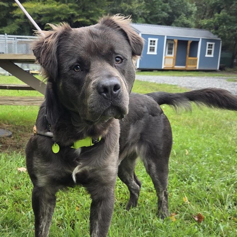 Fabio, Adoptable, Young Male Pit Bull Terrier.