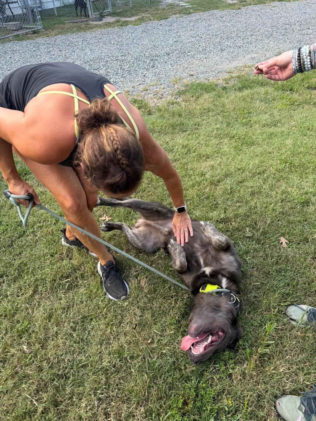 Enlarge Fabio, a Adoptable Pit Bull Terrier in Gloucester, VA image 4/4