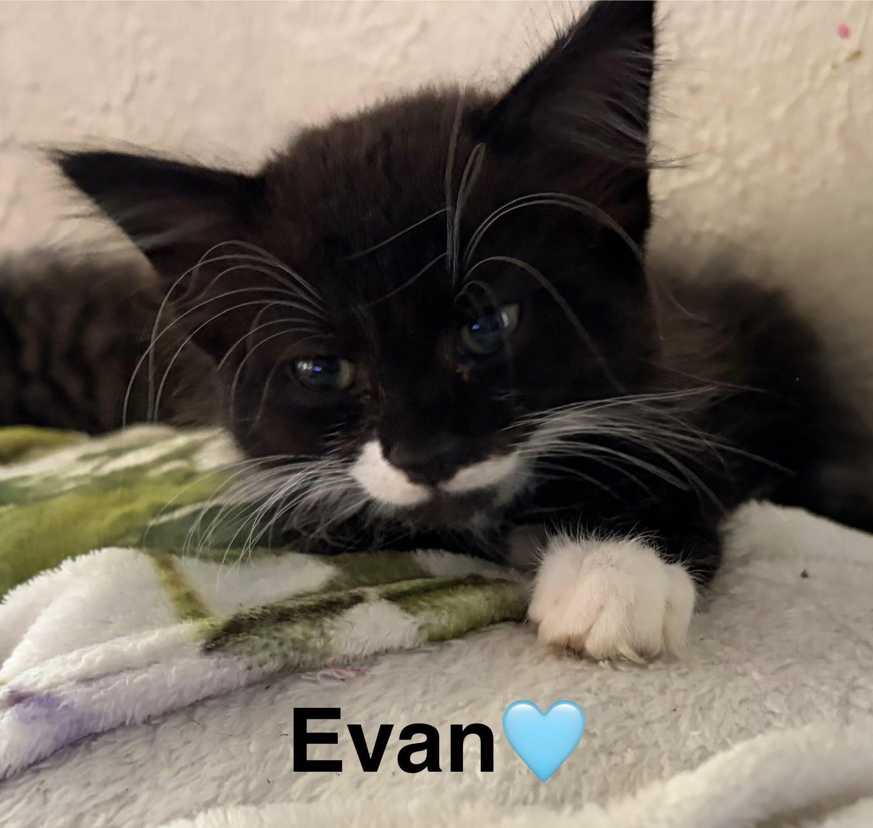 Enlarge Evan, a Adoptable Tuxedo in Beckley, WV image 1/1