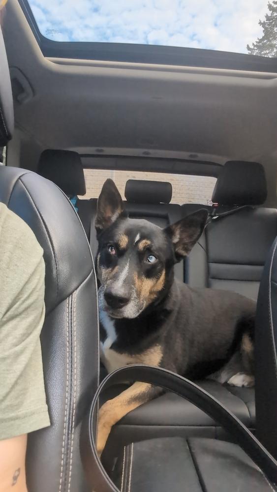 Charlie (Fenrir), Adoptable, Adult Male German Shepherd Dog.