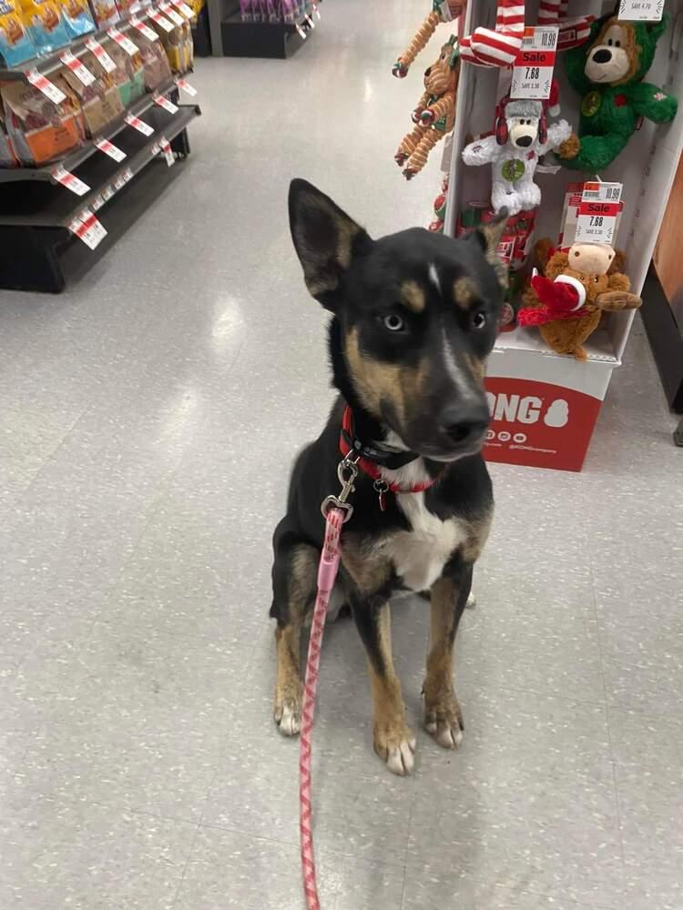 Enlarge Charlie (Fenrir), a Adoptable mixed breed in Suamico, WI image 2/5
