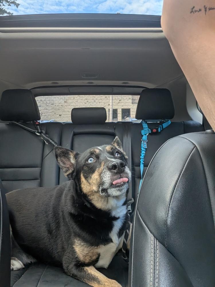 Enlarge Charlie (Fenrir), a Adoptable mixed breed in Suamico, WI image 3/5