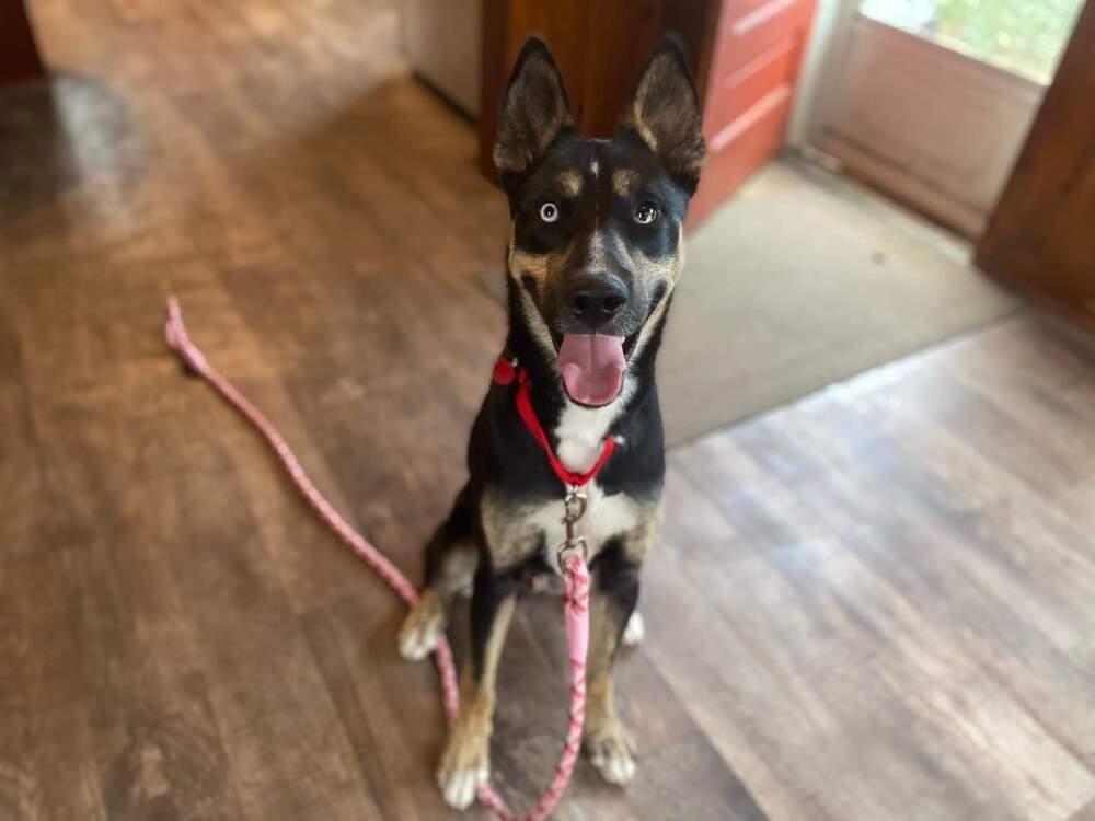 Enlarge Charlie (Fenrir), a Adoptable mixed breed in Suamico, WI image 4/5