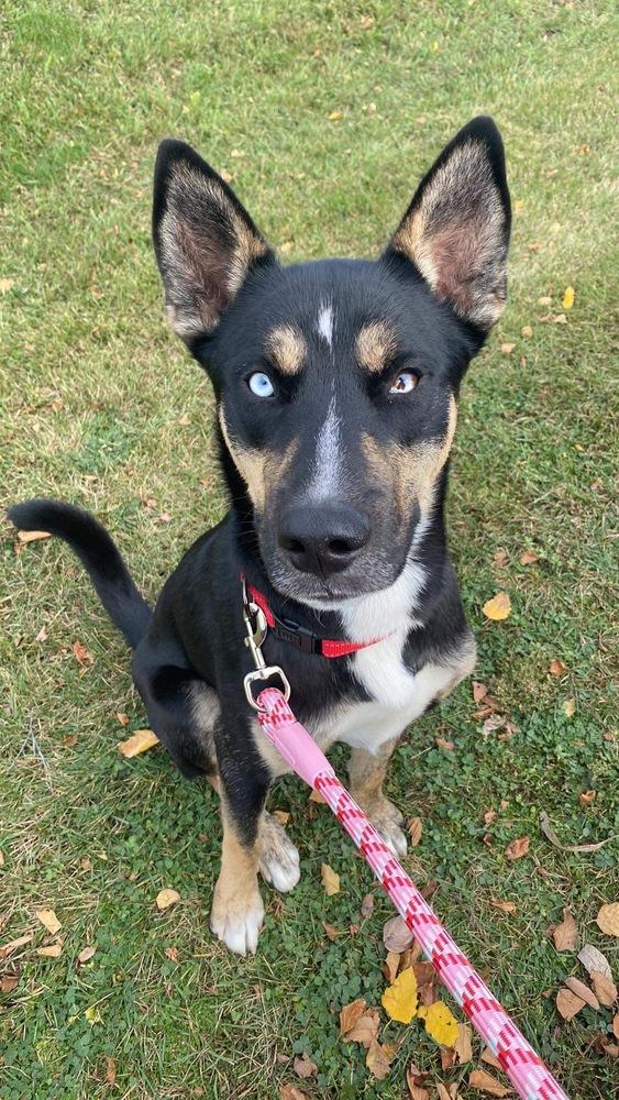 Enlarge Charlie (Fenrir), a Adoptable mixed breed in Suamico, WI image 5/5
