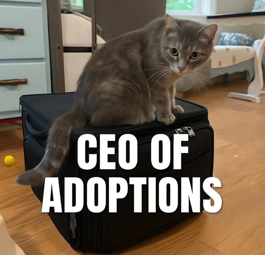 Enlarge Liddy, a Adoptable mixed breed in Douglasville, GA image 1/6