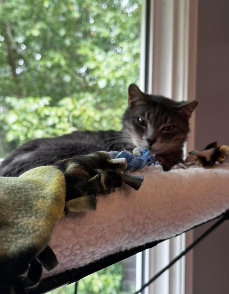 Liddy, Adoptable, Young Female Domestic Short Hair.