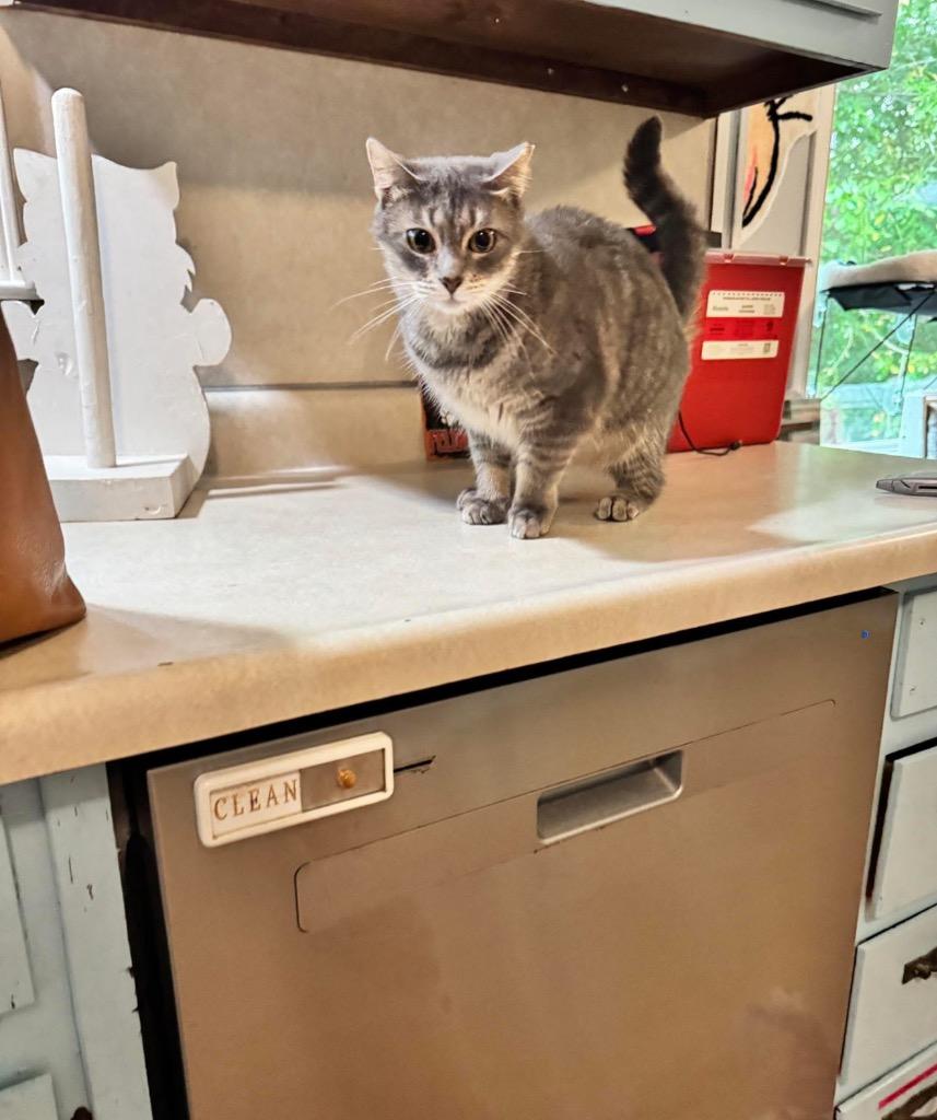 Enlarge Liddy, a Adoptable mixed breed in Douglasville, GA image 4/6