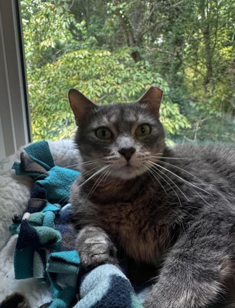 Enlarge Liddy, a Adoptable mixed breed in Douglasville, GA image 4/6