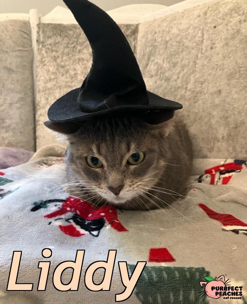 Enlarge Liddy, a Adoptable mixed breed in Douglasville, GA image 6/6