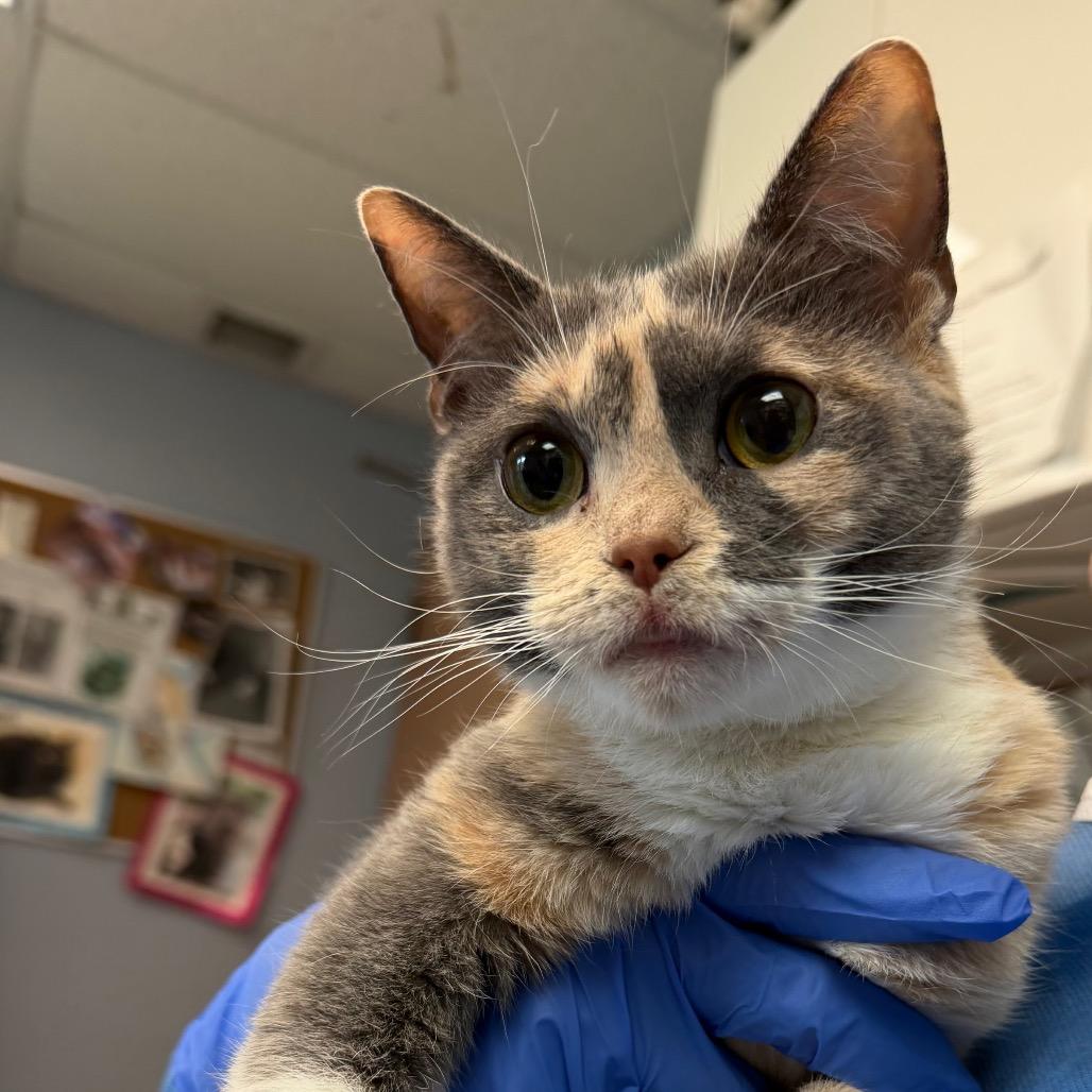 Krimpet, Adoptable, Young Female Domestic Short Hair.