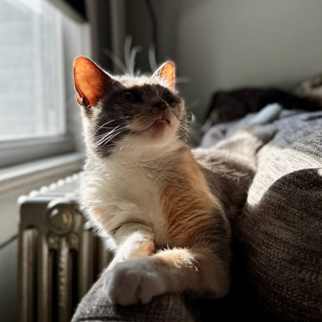 Enlarge Krimpet, a Adoptable Domestic Short Hair in Easton, PA image 2/5