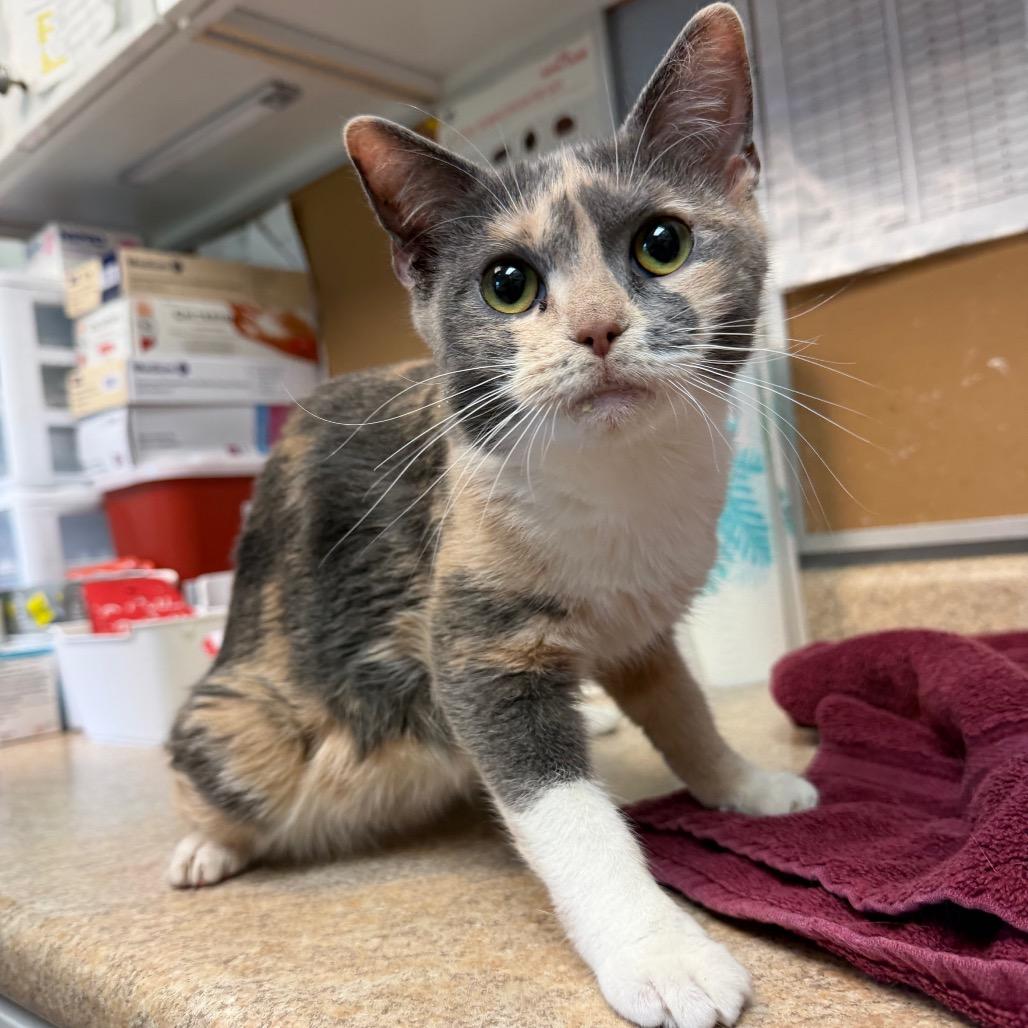 Enlarge Krimpet, a Adoptable Domestic Short Hair in Easton, PA image 4/5