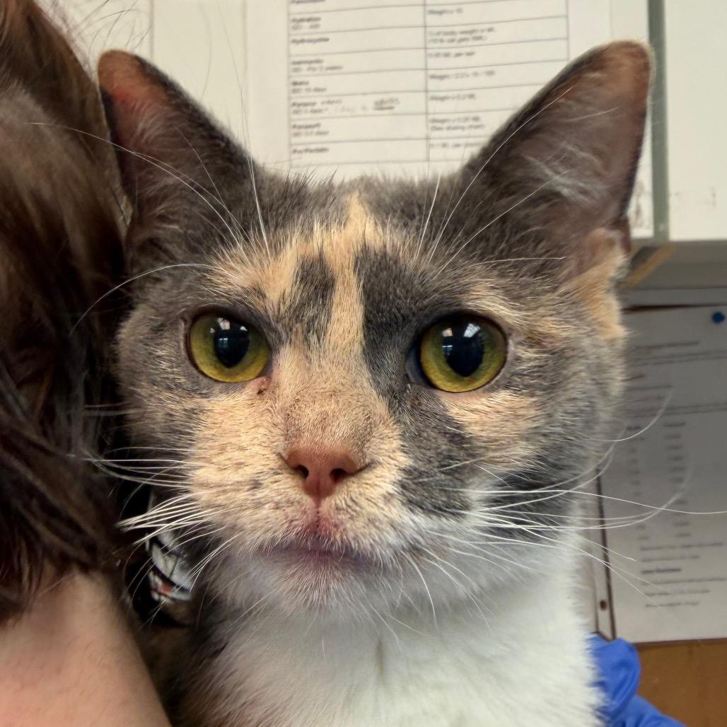 Enlarge Krimpet, a Adoptable Domestic Short Hair in Easton, PA image 5/5