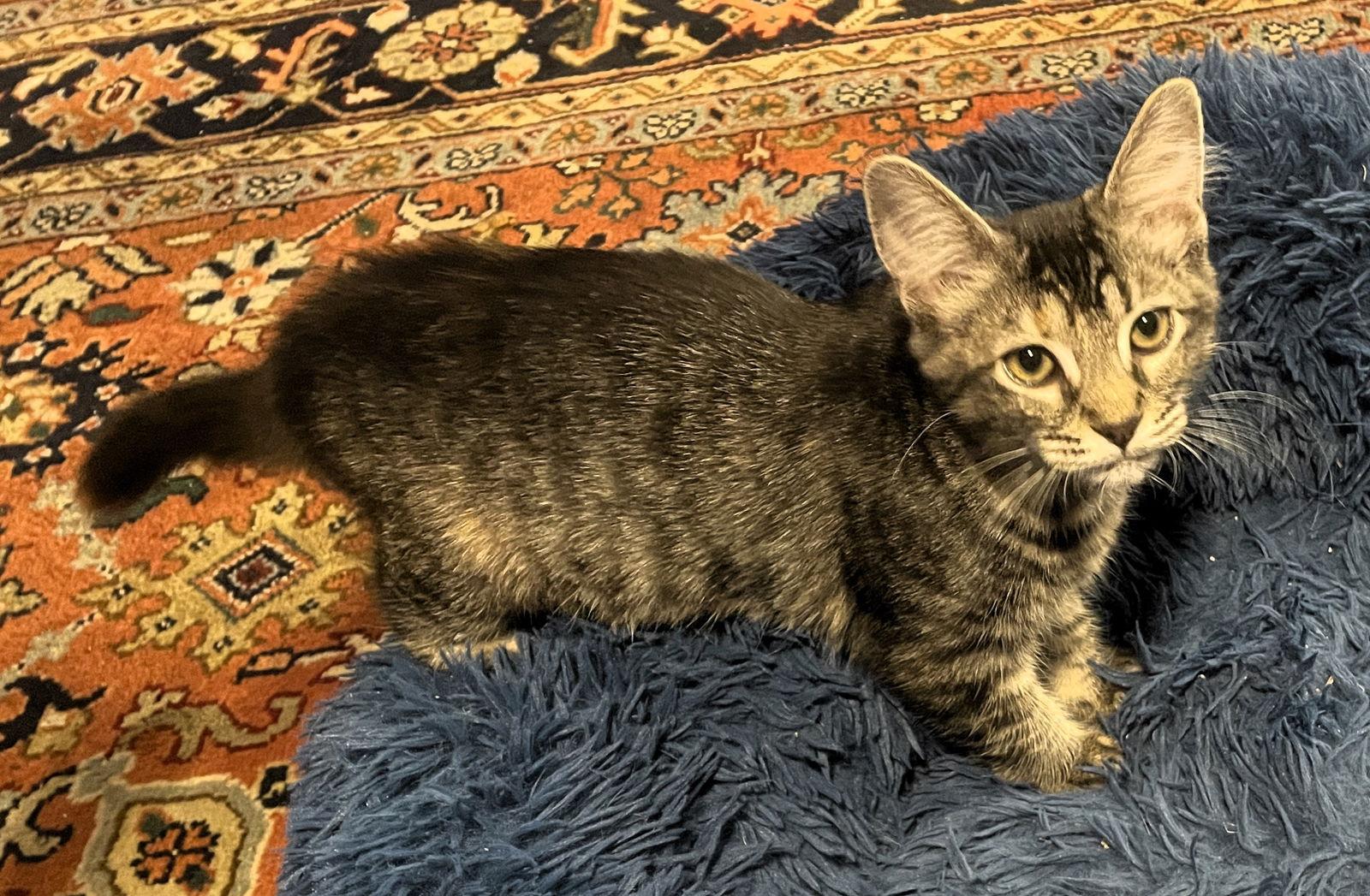 Ava, Adoptable, Kitten Female Domestic Medium Hair & Tabby.