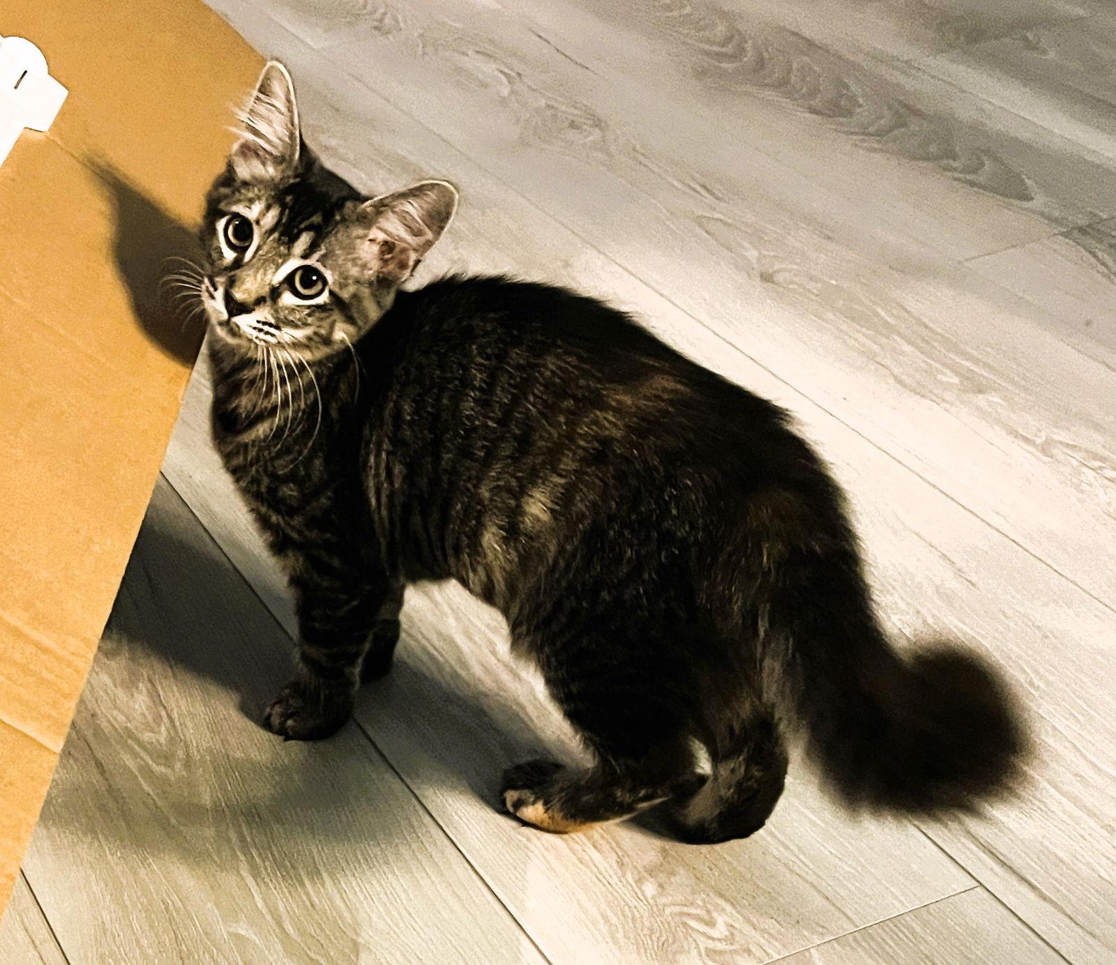 Enlarge Ava, a Adoptable mixed breed in Lighthouse Point, FL image 2/3