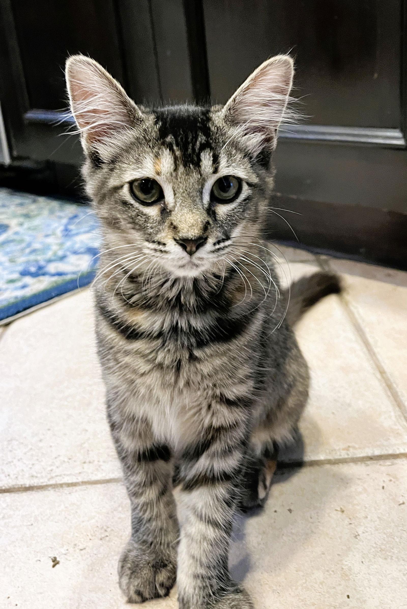 Enlarge Ava, a Adoptable mixed breed in Lighthouse Point, FL image 3/3