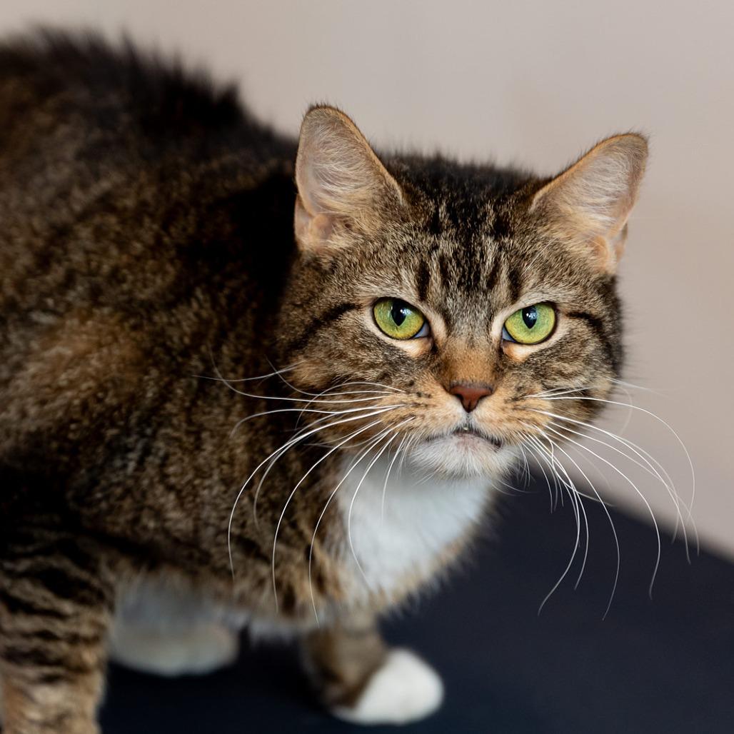 Georgia, Adoptable, Senior Female Domestic Short Hair.