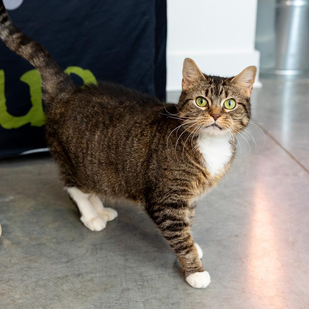 Enlarge Georgia, a Adoptable mixed breed in Chicago, IL image 2/6