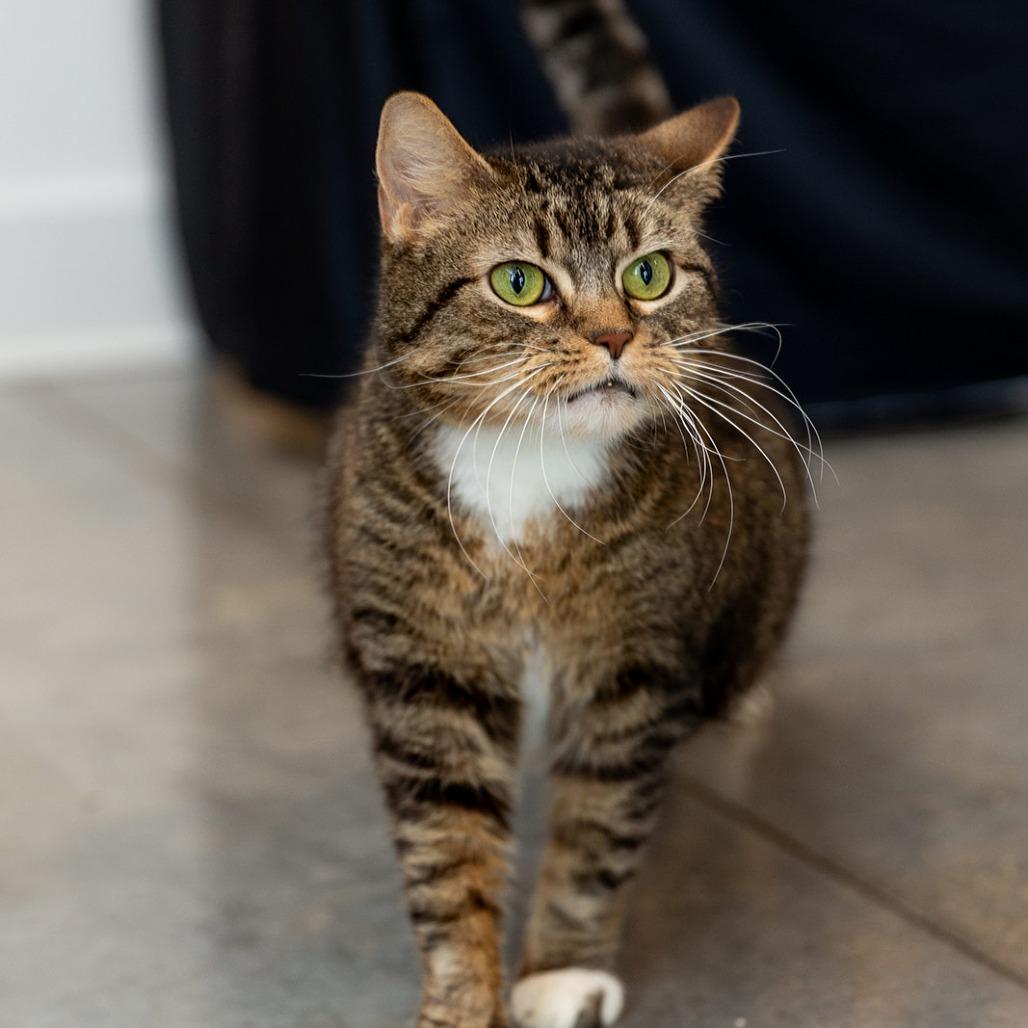 Enlarge Georgia, a Adoptable mixed breed in Chicago, IL image 3/6