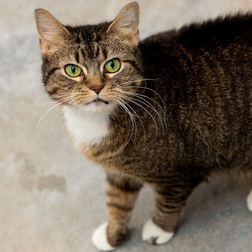 Enlarge Georgia, a Adoptable mixed breed in Chicago, IL image 4/6