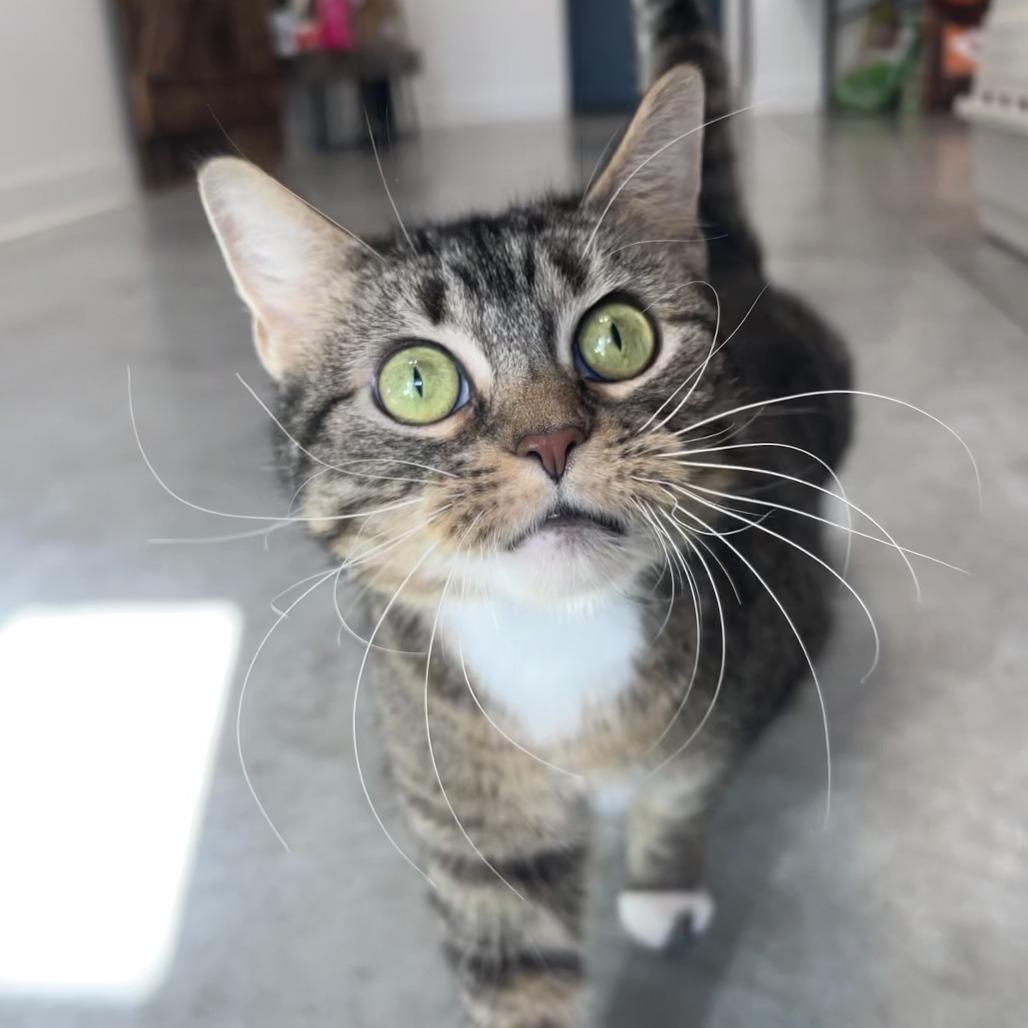 Enlarge Georgia, a Adoptable mixed breed in Chicago, IL image 5/6