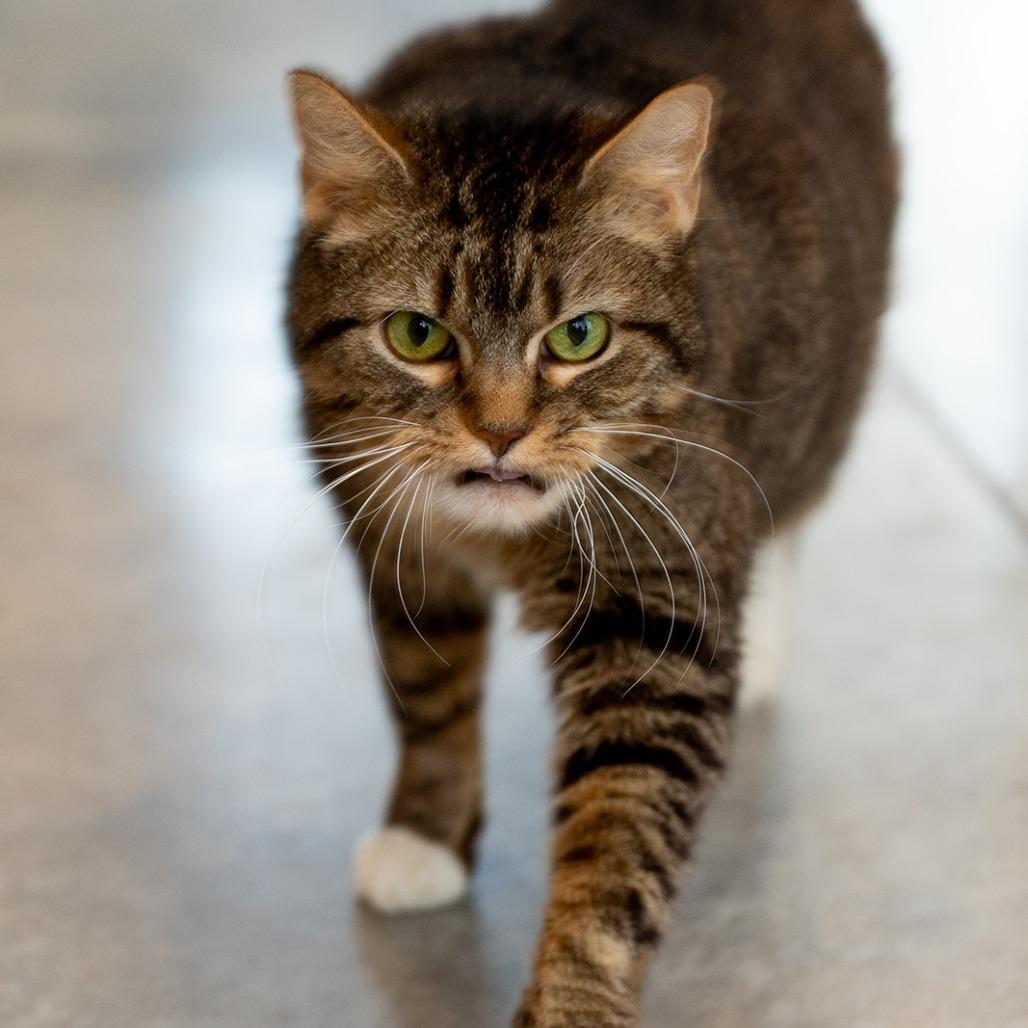 Enlarge Georgia, a Adoptable mixed breed in Chicago, IL image 6/6