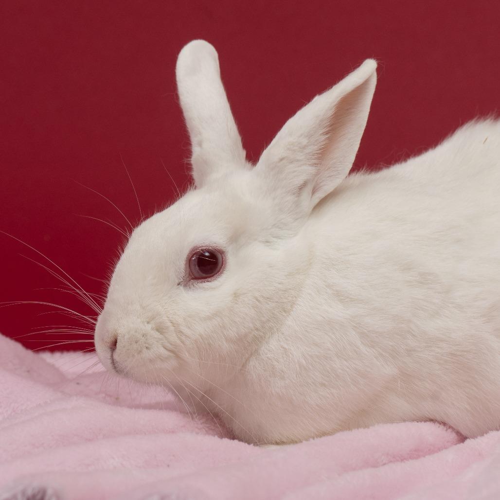 Space Bar, Adoptable, Adult Female Florida White.