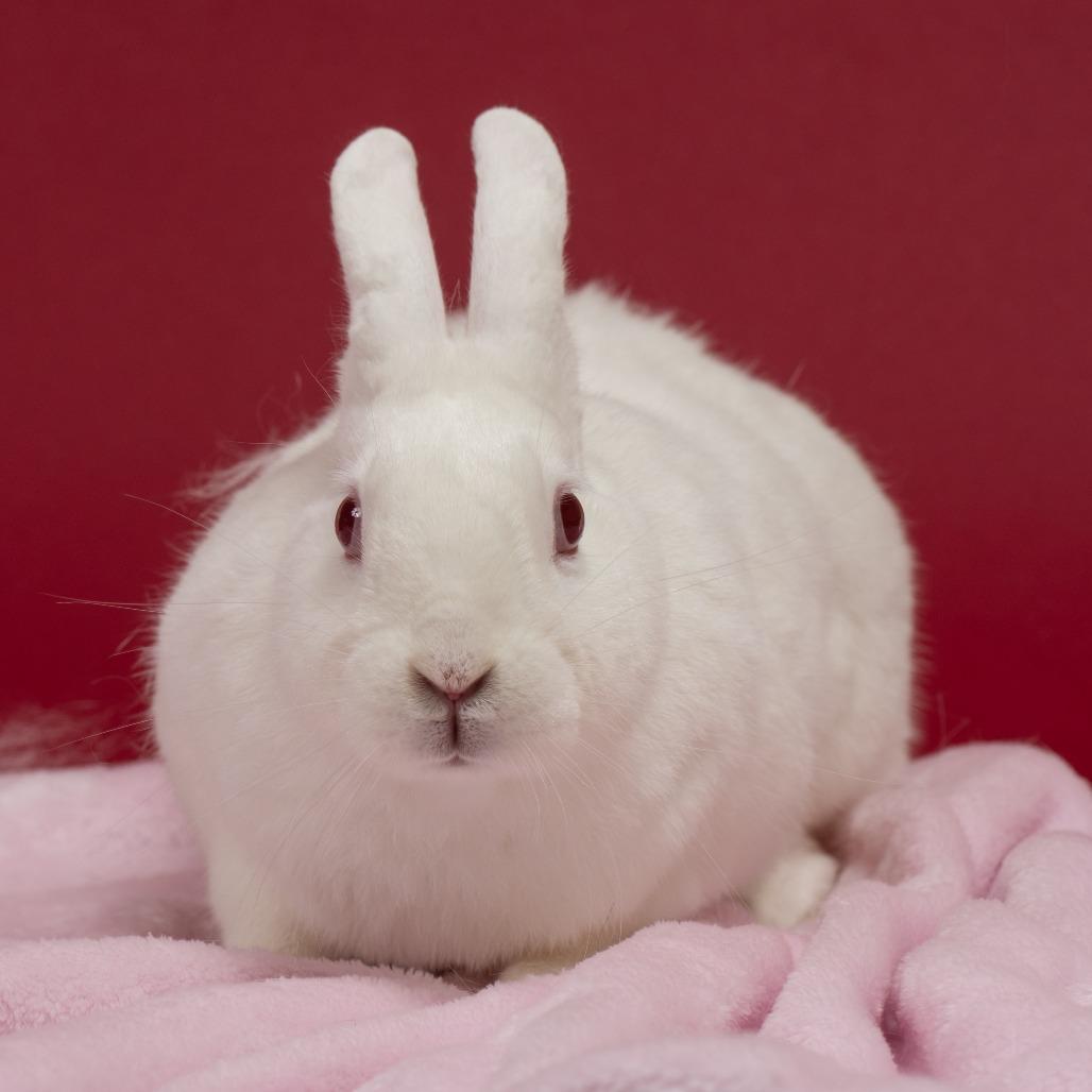 Space Bar, a Adoptable Florida White in Richmond, CA image 2/6