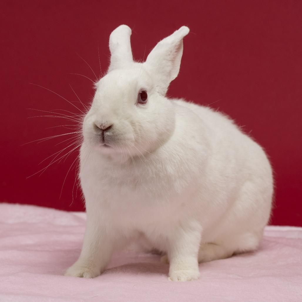 Space Bar, a Adoptable Florida White in Richmond, CA image 3/6