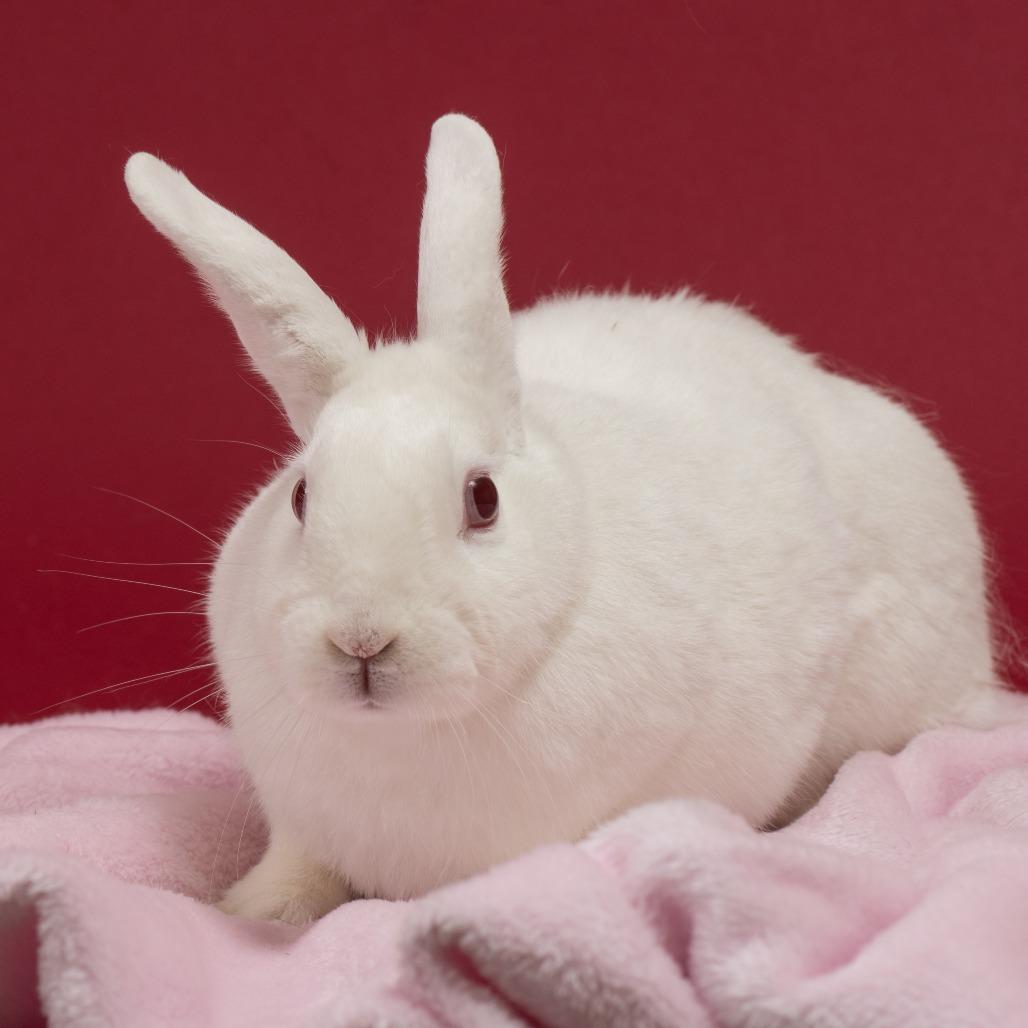 Space Bar, a Adoptable Florida White in Richmond, CA image 4/6
