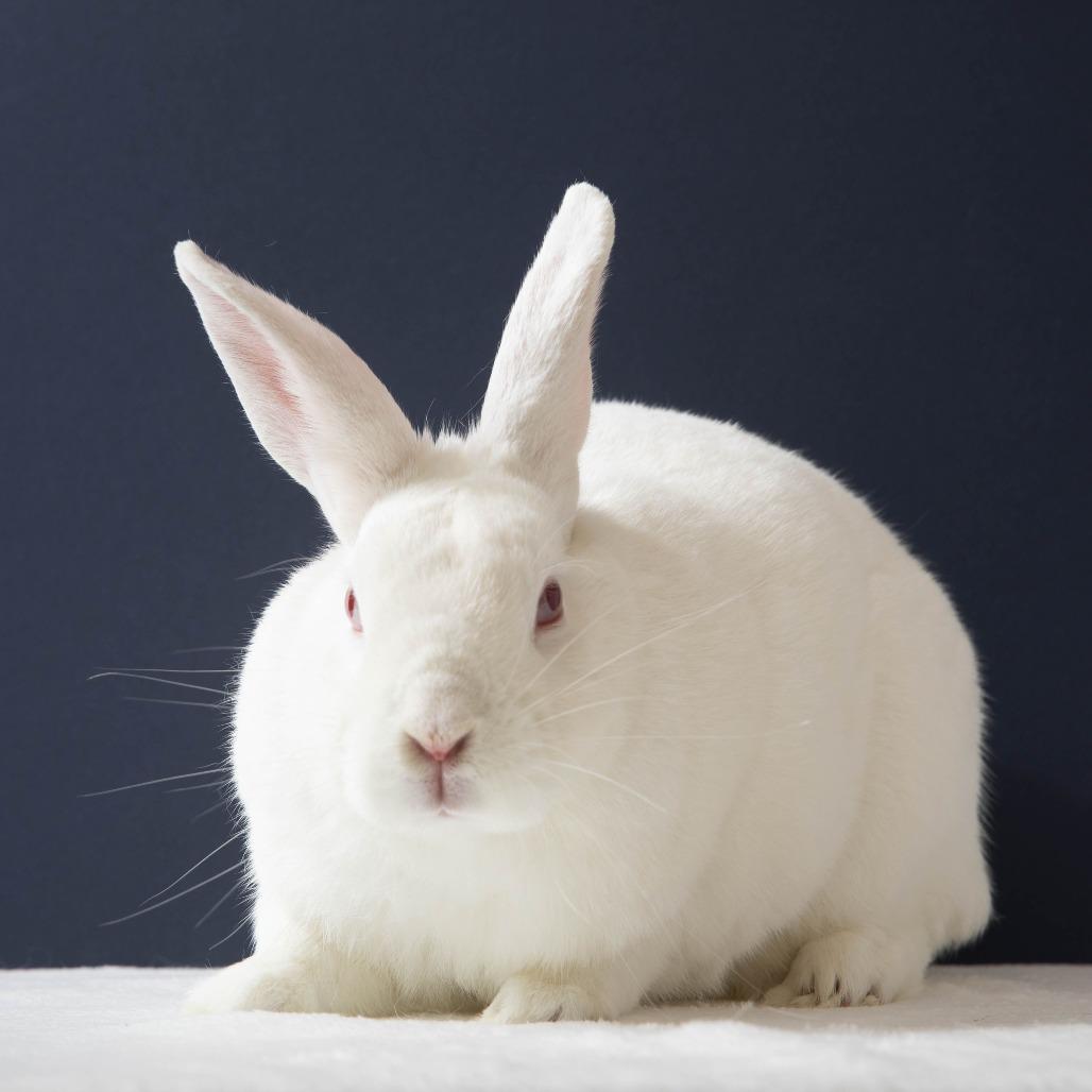 Space Bar, a Adoptable Florida White in Richmond, CA image 5/6