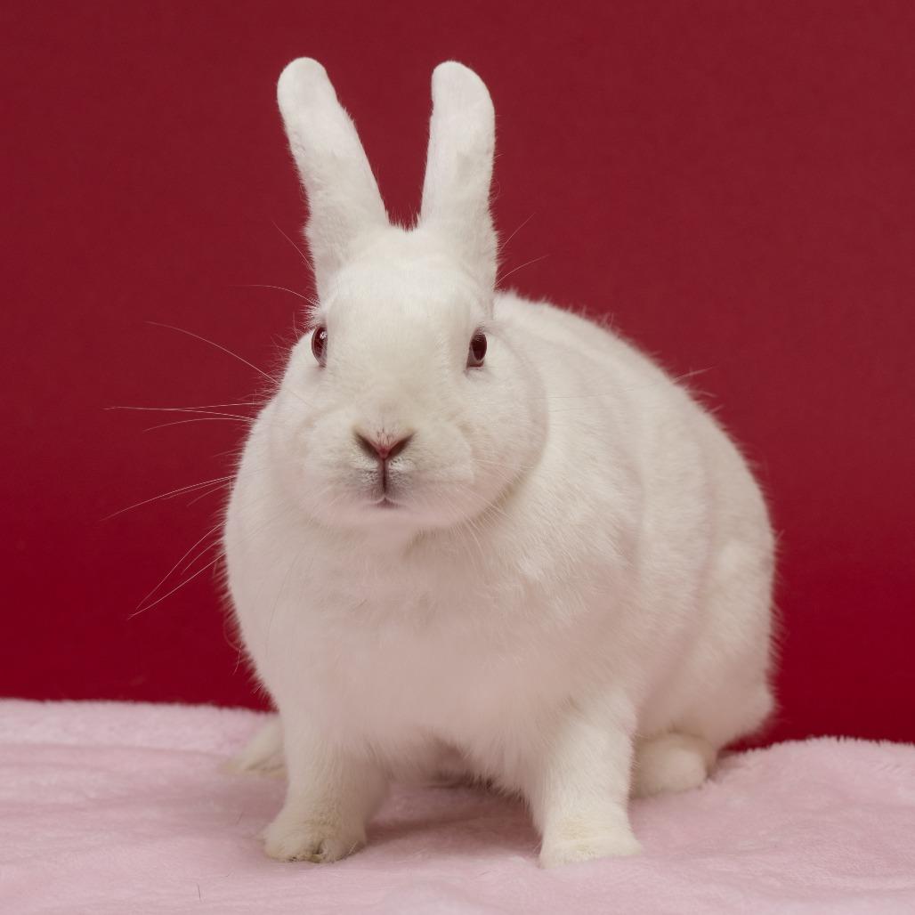 Space Bar, a Adoptable Florida White in Richmond, CA image 6/6