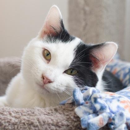 Enlarge Star, a Adoptable Domestic Short Hair in Verona, WI image 1/3