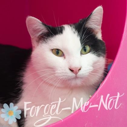 Star, a Adoptable Domestic Short Hair in Verona, WI image 2/3